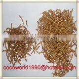 Live Mealworms Animal Feed/premium Dried Mealworm Bulk thumbnail-2