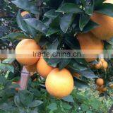 Fresh Gannan Navel Orange, Best Quality China Navel Orange thumbnail-5