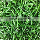 GREEN CHILLI thumbnail-1