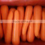 VIETNAM FRESH CARROTS CHEAP thumbnail-2