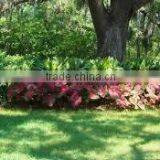 Stenotaphrum Secundatum St Augustine Lawn Elephant Lawn Buffalo Lawn