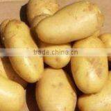 High Quality & Competitive Price Holland Potato