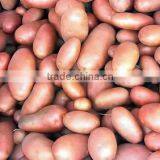 Red Skin Bangladesh Origin Fresh Potato thumbnail-1