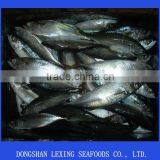 Mackerel thumbnail-1