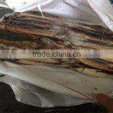 Frozen Illex Squid W/R New Landing 2015 Big Quantity thumbnail-6