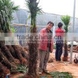 Trachycarpus Fortunei 1 Meter Trunk thumbnail-1