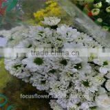 High Quality Sprayed Chrysanthemums With All Colors Wholesale thumbnail-5