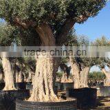 Olive Tree - Olea Europaea Regional Ejemplar thumbnail-6
