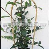 U-hoop Bamboo Poles Baoboo Canes for Agriculture thumbnail-3