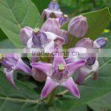 CALOTROPIS GIGANTEA thumbnail-2