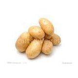 Long Shape Smooth Holland Potato 200 To 300 g , 10 kg / Mesh Bag thumbnail-1