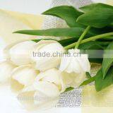 2016 High Quality Beautiful Cut White Tulip Flower From Kunming thumbnail-2