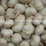 2014 New Fresh Garlic thumbnail-4