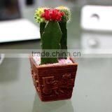 Office Desk Decoration Natual Cactus Plant thumbnail-5