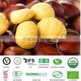 Tianjin Chestnut thumbnail-3