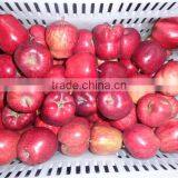 HUANIU APPLE thumbnail-3