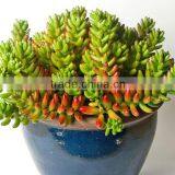 Sedum Rubrotinctum Christmas Cheer Jelly Bean Plant