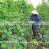 Frozen Bitter Leaves thumbnail-1