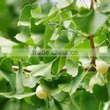 Hot Sale Ginkgo Biloba Extract Powder thumbnail-1