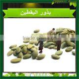 Snow White Pumpkin Seeds 2015 New Crop thumbnail-5