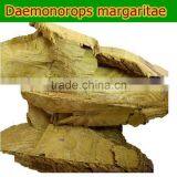 Herbal Medicine Common Fibraurea Stem Treating Diabetes thumbnail-2