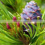 100% Natural & Pure Cedar Wood Oil (China) / Manufacturer / Supplier / Exporter thumbnail-2