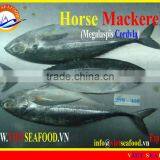 FROZEN HORSE MACKEREL W/R thumbnail-1