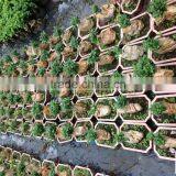 Ficus Microcarpa Ginseng Bosnai thumbnail-2