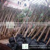 Sophora Outdoor Plants thumbnail-1