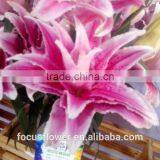 Artificial Easter Double Llily Flower thumbnail-1