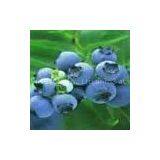 Blueberry Anthocyanin