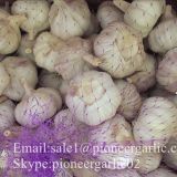 2017 New Crop 4.5cm Normal White Fresh Garlic 10kg Mesh Bag packing
