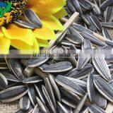 Best Cheap Sunflower Seed 601 thumbnail-5