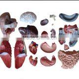 Dual Sex Torso Model With Open Back 85cm 27parts thumbnail-3