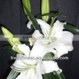 Supply High Quality Fresh Cut Oriental White Lily thumbnail-1