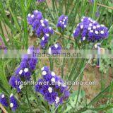 Purple Myosotis sylvatica