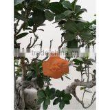 8cmL Gardening Pot Copper Plant T Type Tag thumbnail-5