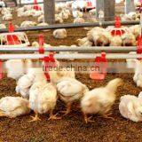 China Chicken Automatic Feeding Machine/Automatic Feeding Machine For Chicken thumbnail-4