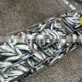 Horse Mackerel Fish Foods thumbnail-2