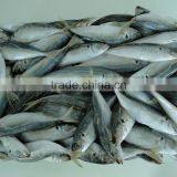 High Quality Horse Mackerel /Pacific/Atlantic Mackerel Fish for Sale thumbnail-1