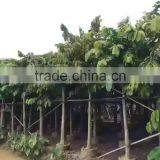 Lagerstroemia Speciosa Flower Plants thumbnail-2