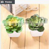 Wholesale China Succulent Plants With Pots thumbnail-5