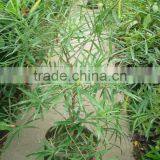 Nerium Oleander Shrub Trees thumbnail-3