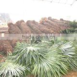 trachycarpus fortunei grower