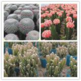 mini cactus plants echinocactus grusonii cereus cacti opuntia dillenii cactaceae Mammillaria spinosissima hahniana notocactus