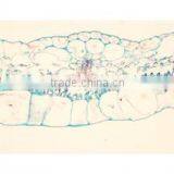 Plant Leaf Slides , Plant Leaft Epidermis Slides ,leaf Slides of Botany,leaf Spidermis Slides thumbnail-6