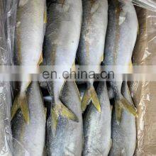 Frozen Yellow Tail Fish Yellowtail Fillet Yellowtail Fish Loin Seriola Quinqueradiata thumbnail-2