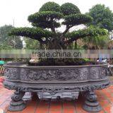 Ficus outdoor decoration with traditional style