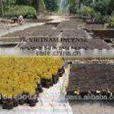 Raw Incense Stick thumbnail-4