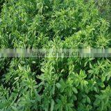 High Quality Alfalfa Seeds With Competitive Price thumbnail-3